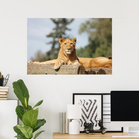 Vrouw Lion Poster (Thuiskantoor)