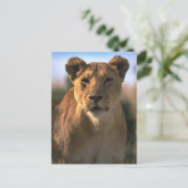 Vrouw Lioness Lion Lovers Gifts Briefkaart (Staand voorkant)