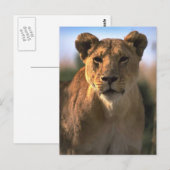 Vrouw Lioness Lion Lovers Gifts Briefkaart (Voorkant / Achterkant)