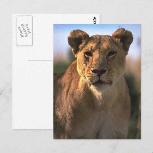 Vrouw Lioness Lion Lovers Gifts Briefkaart (Voorkant / Achterkant)
