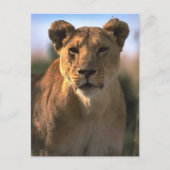 Vrouw Lioness Lion Lovers Gifts Briefkaart (Voorkant)