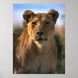 Vrouw Lioness Lion Lovers Gifts Poster
