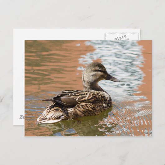 Vrouw Mallard Briefkaart (Voorkant / Achterkant)