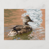 Vrouw Mallard Briefkaart (Voorkant)