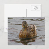 Vrouw Mallard Briefkaart (Voorkant / Achterkant)
