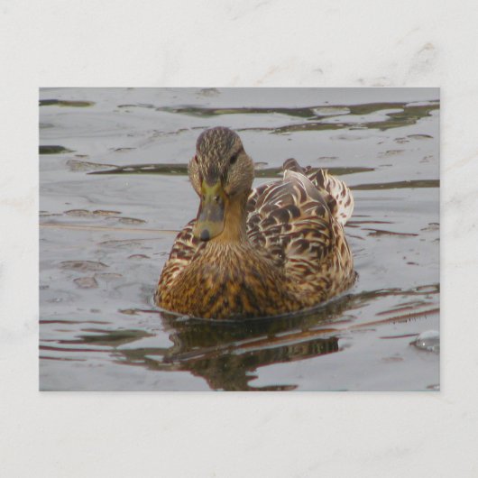 Vrouw Mallard Briefkaart (Voorkant)