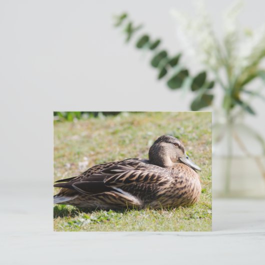 Vrouw Mallard Briefkaart (Staand voorkant)