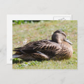 Vrouw Mallard Briefkaart (Voorkant / Achterkant)