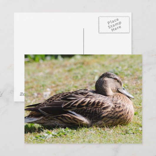 Vrouw Mallard Briefkaart (Voorkant / Achterkant)