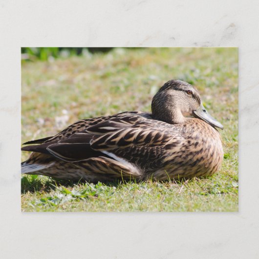 Vrouw Mallard Briefkaart (Voorkant)