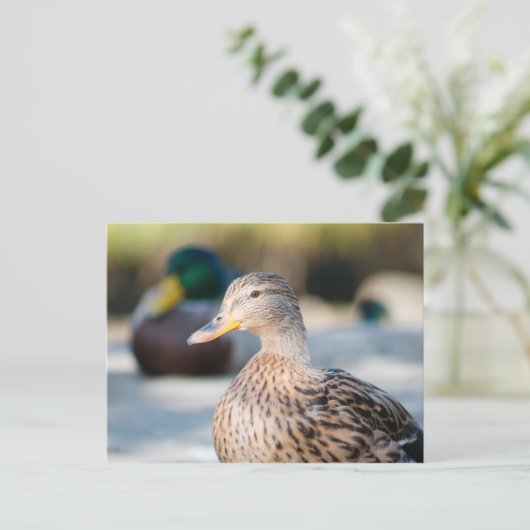 Vrouw Mallard Briefkaart (Staand voorkant)