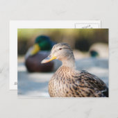 Vrouw Mallard Briefkaart (Voorkant / Achterkant)