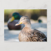 Vrouw Mallard Briefkaart (Voorkant)