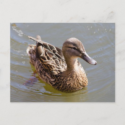 Vrouw Mallard Briefkaart (Voorkant)