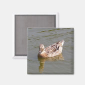 Vrouw Mallard Duck 3 magneet (Voorkant / Achterkant)