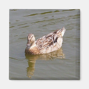 Vrouw Mallard Duck 3 magneet