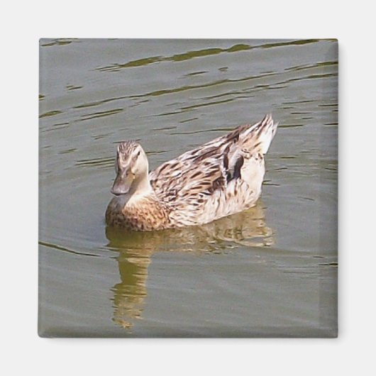 Vrouw Mallard Duck 3 magneet (Voorkant)