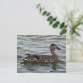Vrouw Mallard Duck Briefkaart (Staand voorkant)