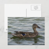 Vrouw Mallard Duck Briefkaart (Voorkant / Achterkant)