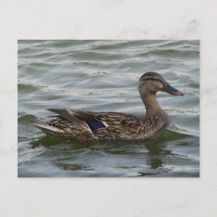 Vrouw Mallard Duck Briefkaart