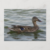 Vrouw Mallard Duck Briefkaart (Voorkant)