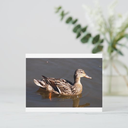 Vrouw Mallard Duck Briefkaart (Staand voorkant)