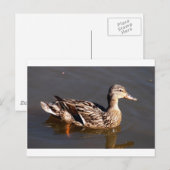 Vrouw Mallard Duck Briefkaart (Voorkant / Achterkant)
