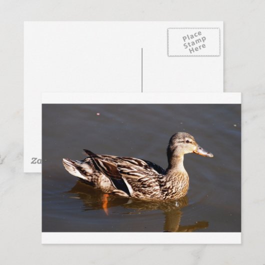 Vrouw Mallard Duck Briefkaart (Voorkant / Achterkant)