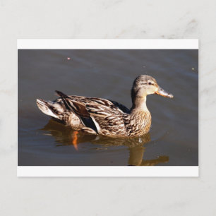 Vrouw Mallard Duck Briefkaart