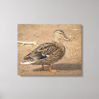 Vrouw Mallard Duck Closeup Foto Canvas Afdruk