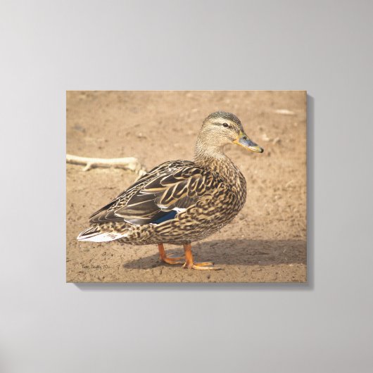 Vrouw Mallard Duck Closeup Foto Canvas Afdruk (Voorkant)