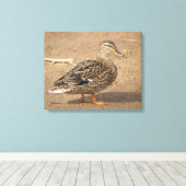 Vrouw Mallard Duck Closeup Foto Canvas Afdruk (Insitu (Houten vloer))