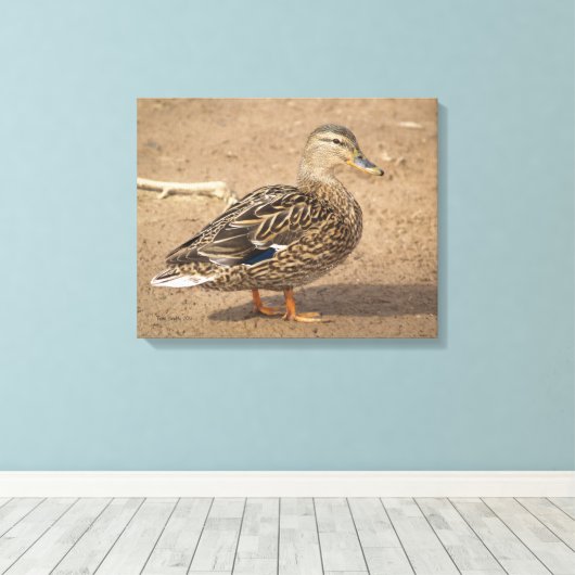 Vrouw Mallard Duck Closeup Foto Canvas Afdruk (Insitu (Houten vloer))