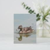 Vrouw Mallard Duck Foto Briefkaart (Staand voorkant)