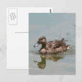 Vrouw Mallard Duck Foto Briefkaart (Voorkant / Achterkant)