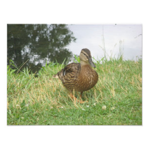 Vrouw Mallard Duck Foto Uitbreiding Afdruk