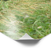 Vrouw Mallard Duck Foto Uitbreiding Foto Afdruk (Hoek)