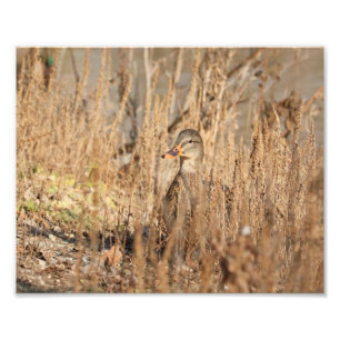 Vrouw Mallard Duck in Reeds Foto Afdruk