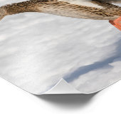 Vrouw Mallard Duck Landing in Snow Foto Afdruk (Hoek)