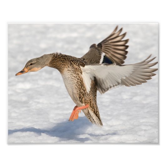 Vrouw Mallard Duck Landing in Snow Foto Afdruk (Voorkant)