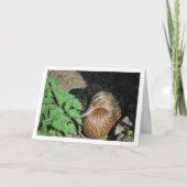 Vrouw Mallard Duck Nesting Kaart (Voorkant)