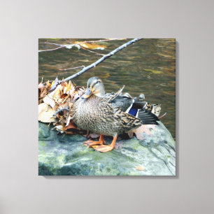 Vrouw Mallard Duck op Mossy Rock Canvas Afdruk