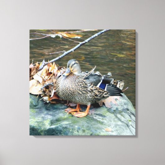 Vrouw Mallard Duck op Mossy Rock Canvas Afdruk (Voorkant)