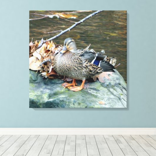 Vrouw Mallard Duck op Mossy Rock Canvas Afdruk (Insitu (Houten vloer))