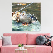 Vrouw Mallard Duck op Mossy Rock Canvas Afdruk (Insitu (Woonkamer))