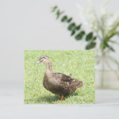 Vrouw Mallard Duck Photo Briefkaart (Staand voorkant)