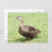 Vrouw Mallard Duck Photo Briefkaart (Voorkant / Achterkant)