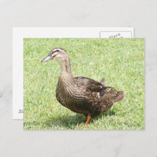 Vrouw Mallard Duck Photo Briefkaart (Voorkant / Achterkant)