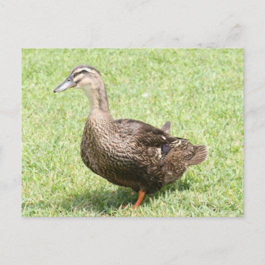 Vrouw Mallard Duck Photo Briefkaart (Voorkant)