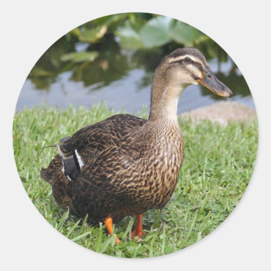Vrouw Mallard Duck Photo Round Stickers (Voorkant)